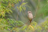 Brown Shrike on Bamboo Tree