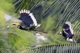 a pair of Pied-Horn bill