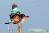 King Fisher
