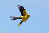 Oriole flying