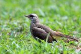 Juvenile bulbul