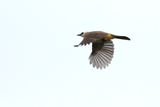 Yelow-vented Bulbul in flight