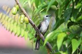 Bulbul Belimbing
