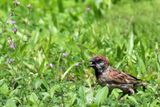 pipit