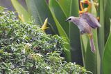 Bulbul inspecting nest