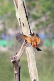 The stork-billed kingfisher (Pelargopsis capensis malaccensis)