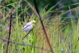 Albino Baya Weaver1.jpg
