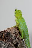 Green crested lizard