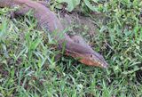 Monitor Lizard
