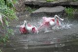 Roseate Spoonbills