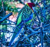 Eastern Rosella