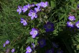 Flores