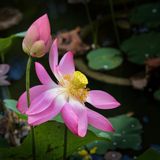 Emerging Life Amidst Decay