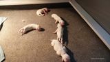Pollys  Litter  230619 010.jpg