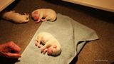 Pollys  Litter  230619 016.jpg