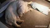 Pollys Litter  230620 011.jpg