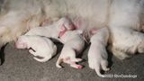 Pollys Litter  230624 003.jpg