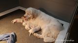 Pollys Litter  230627 016.jpg