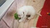 Pollys Litter  230716 019.jpg