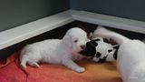 p[ollys Litter  230718 004.jpg