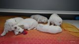 p[ollys Litter  230718 016.jpg