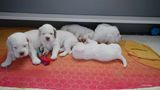 p[ollys Litter  230718 017.jpg