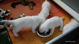 Pollys Litter  230723 012.jpg