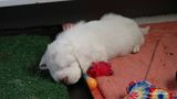 Pollys Litter  230723 015.jpg