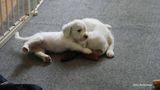Pollys Litter  23802 011.jpg