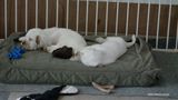 Pollys Litter  230812 016.jpg