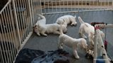 Pollys Litter  230814 004.jpg