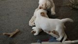 Pollys Litter  230814 015.jpg