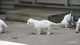 Pollys Litter  230815 012.jpg