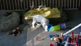 Pollys Litter  230816 002.jpg