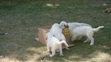 Pollys Litter  230901 002.jpg