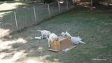 Pollys Litter  230901 007.jpg