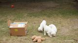 Pollys Litter  230905 003.jpg