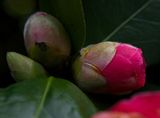 GM7_2664_Focus.jpg