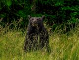 DSC_4536-Edit.jpg