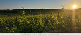 Weinfest in Bodenheim (D)