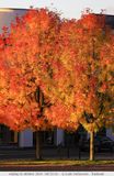 Autumn colours / Herfstkleuren