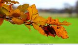 Autumn colours / Herfstkleuren
