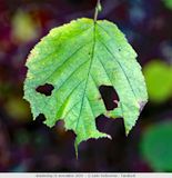 Autumn colours / Herfstkleuren