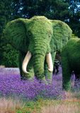 Pachyderme 