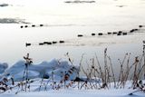 Larmada des canards