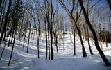 Dans les bois