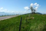 Larbre  nuages