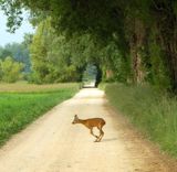  le chevreuil de lile St-Pierre