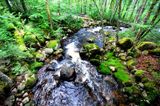 Torrent forestier. Parc de la Jacques Cartier 