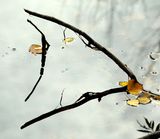 Cuneformes